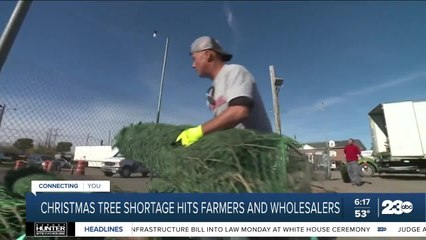 Christmas tree shortage hitting farmers and wholesalers