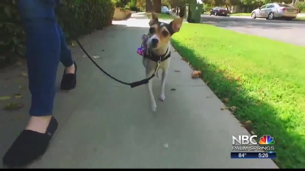 NBCares: Pooch Paramedics