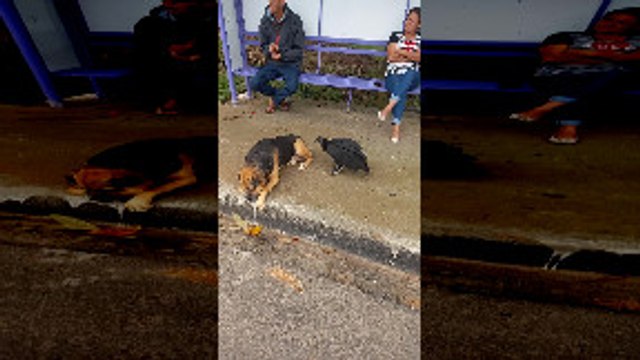 Vulture Pecks While Dog Cleans Paws