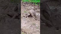 Viola the Dog Playing in the Mud Looks Like a Pig