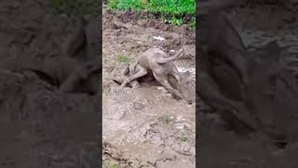 Viola the Dog Playing in the Mud Looks Like a Pig