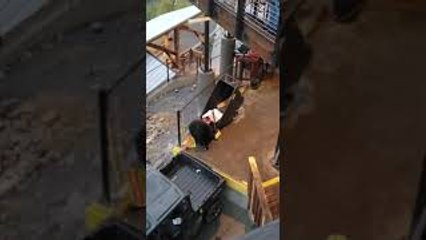 Gutsy Black Bear Takes Off With Trash