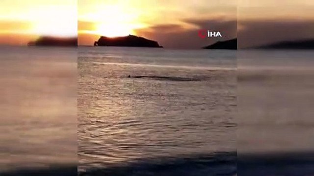 Muğla Sarıgerme sahilinde kıyıya yaklaşan köpek balıkları böyle görüntülendi