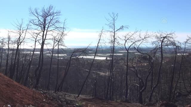 Orman yangınının izlerini silecek ilk fidanlar toprakla buluştu