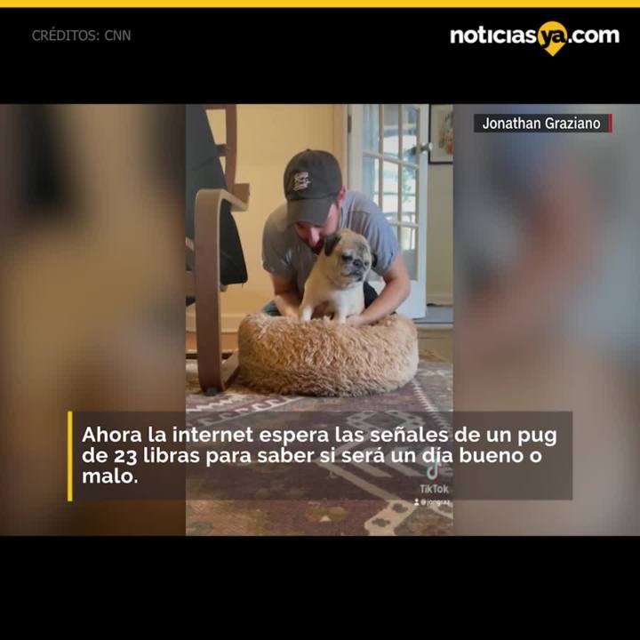 Perro tik tok