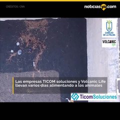 Así alimentan a perros olvidados en La Palma, España