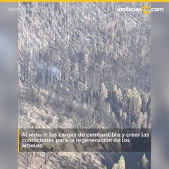 ARboles secouya