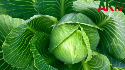রক্তচাপ ও ক্যান্সারের ঝুঁকি কমাতে বাঁধাকপি খান বেশি করে | ak television