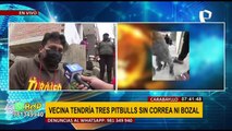 Perros Pitbull: Denuncian constantes ataques de canes en zona de Carabayllo