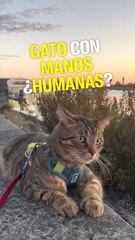 Las patas de este gatito parecen manos humanas