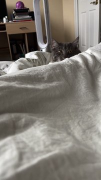 Scratching Noise Makes Cat's Ears Jump Around