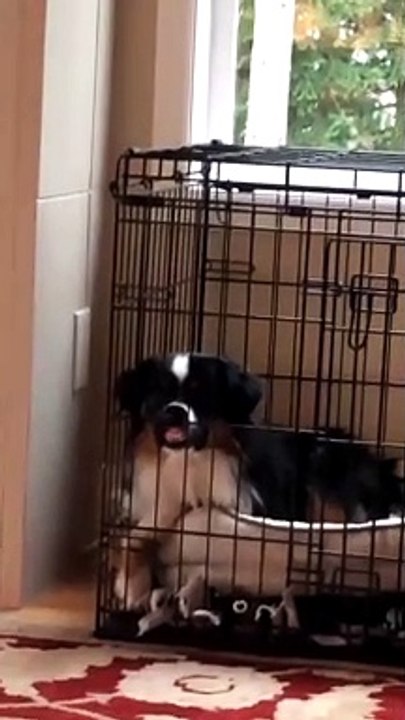 Mini Aussie Isn't a Fan of Crate Training