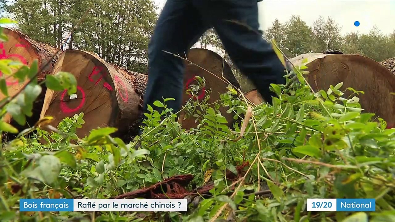 Forêts : le marché chinois investit les bois français