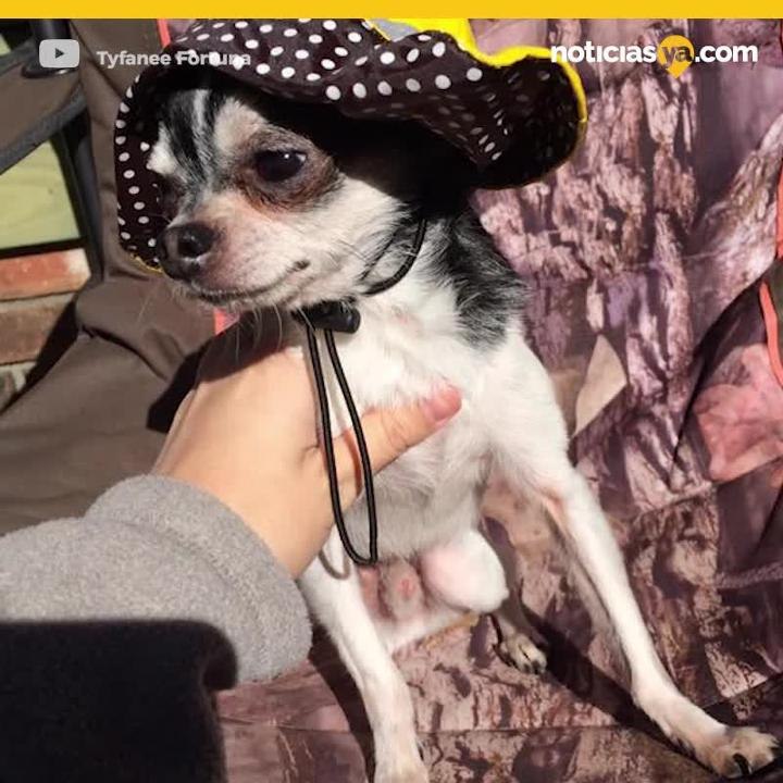 Perro come humano.mp4