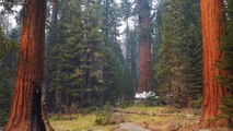 California's Sequoia National Park Partially Reopens After Wildfires