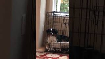 Mini Aussie Isn't a Fan of Crate Training