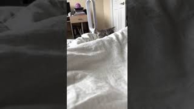 Scratching Noise Makes Cat's Ears Jump Around