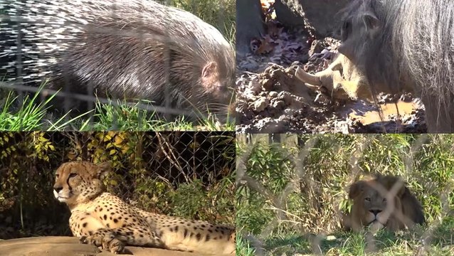 How animals stay wild and warm in the winter at the zoo