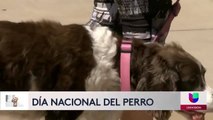 Noticias San Diego 6pm 082621 - Clip NATIONAL DOG DAY