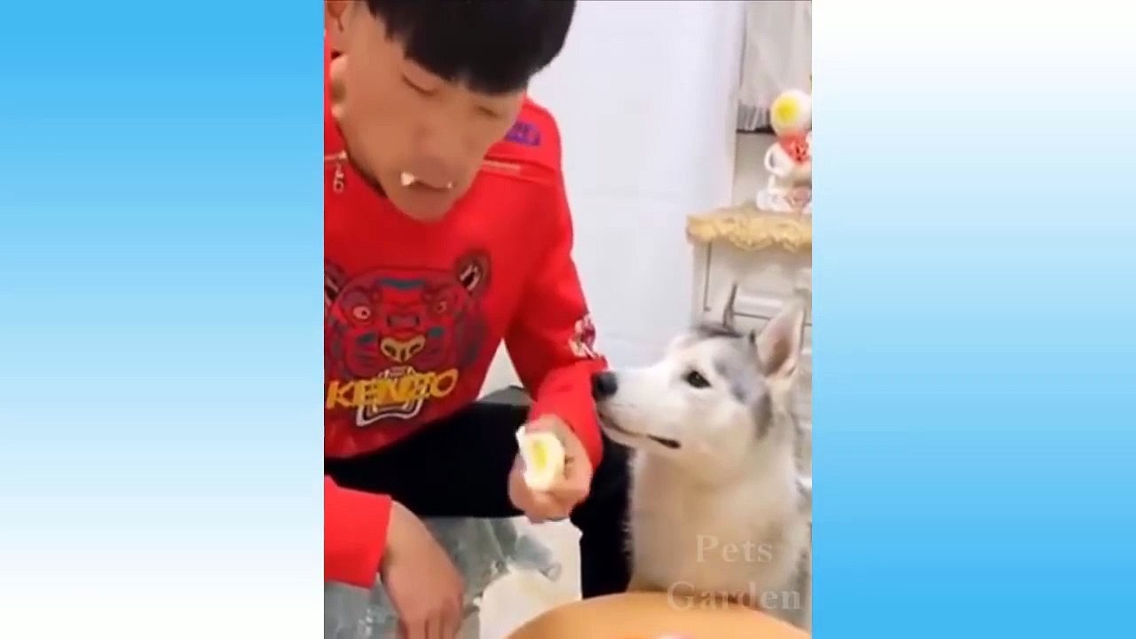 Cute Pets And Funny Animals Compilation - TRY NOT TO LAUGH