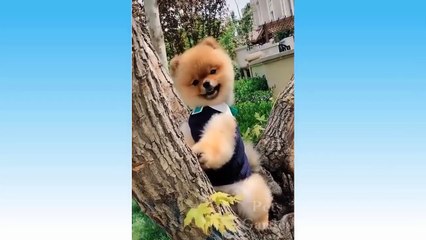 Funny And Cute Cat'S Life - Cats And Owners Are The Best Friends Videos