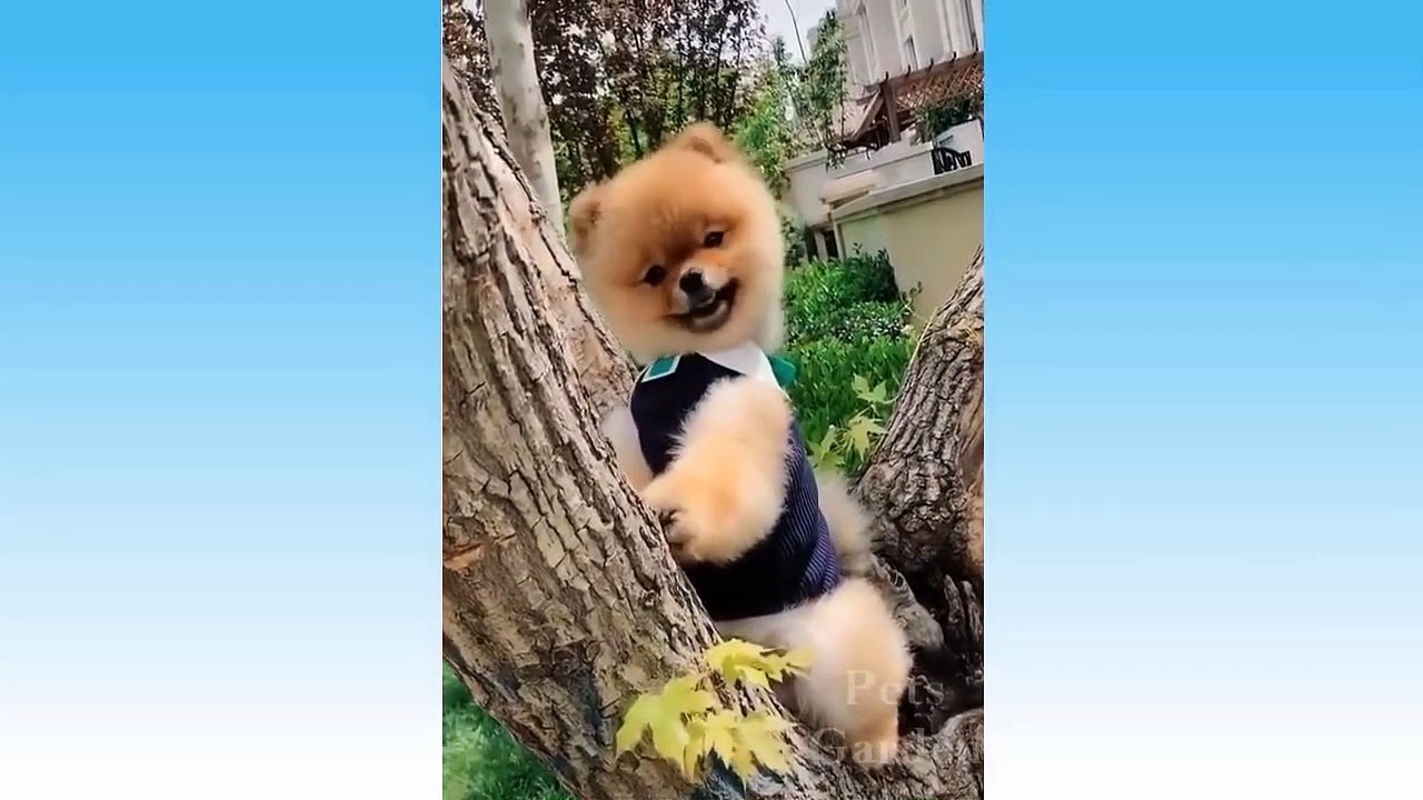 Funny And Cute Cat'S Life - Cats And Owners Are The Best Friends Videos