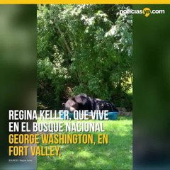 Oso relajándose en piscina en patio de casa en Virginia