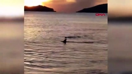 Türkiye'nin tatil cennetinde köpekbalığı istilası!