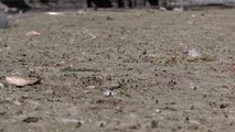 Plaga de moscas invade Ciudad Juárez ante falta de recolección de basura
