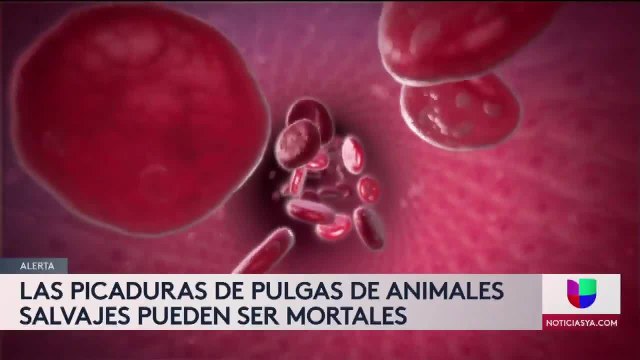 Noticias Colorado 5pm 072321
