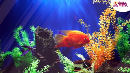 घरात एकटेपणा जाणवतो? करा हे उपाय