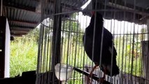 Suara khas burung jalak kebo