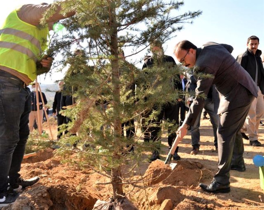 'Söğüt Ertuğrul Gazi' ve 'Domaniç Hayme Ana' adı verilen fidanlar toprakla buluştu