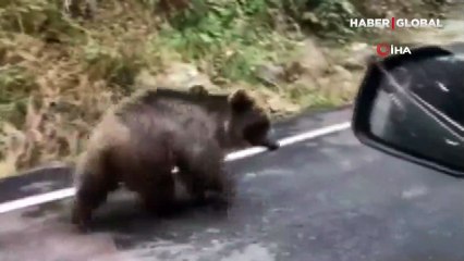Trabzon'da karayolunda ilerleyen yavru ayıyı gördü, korumak için bir süre eşlik etti