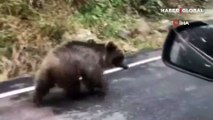Trabzon'da karayolunda ilerleyen yavru ayıyı gördü, korumak için bir süre eşlik etti