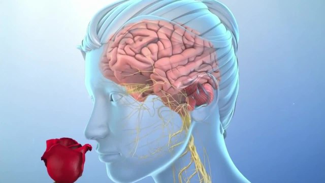 Despierta Orlando 070621