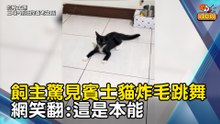 飼主驚見賓士貓炸毛跳舞 網笑翻:這是本能