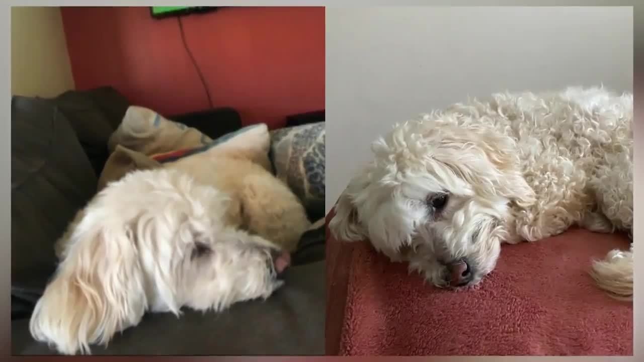 Mascota