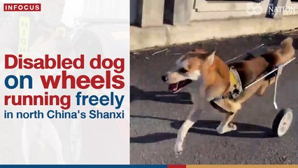 Disabled dog on wheels running freely in north China's Shanxi | The Nation Thailand