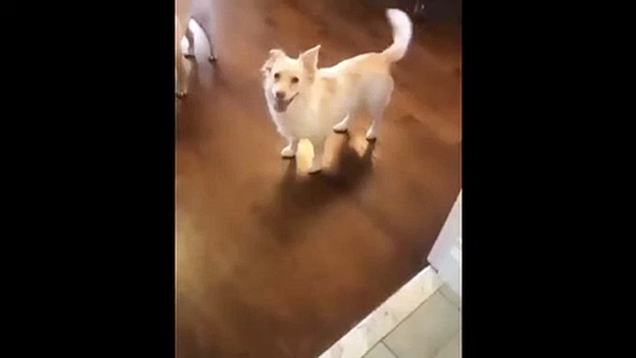 Así le dicen a su perra sorda que va a salir a pasear