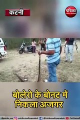 कटनी :  बोलेरो के बोनट में निकला अजगर