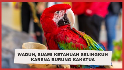 Waduh, Suami Ketahuan Selingkuh karena Burung Kakatua Tiru Rayuan Maut