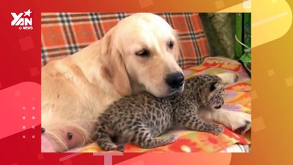 Báo hoa nhận "boss" chó làm "mẹ nuôi": Ra đường là cá mập về nhà là cá con | Điện Ảnh Net