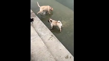 Ese perro trató de caminar sobre el agua