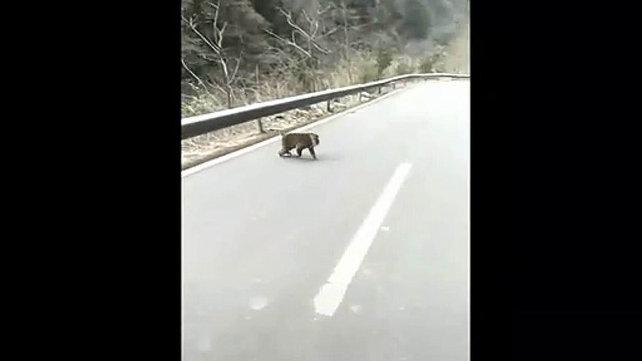 Ese mono te hará reír mucho
