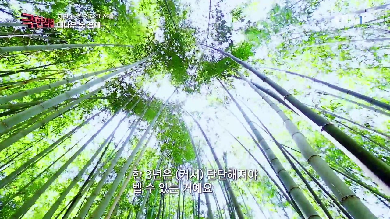 극한직업 - Extreme JOB_자연이 준 건강한 선물, 대나무 숯 침대와 이동식...