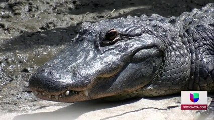 Pérez-Capturados sospechosos Polk