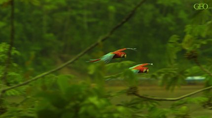 Les chiffres impressionnants du commerce d'animaux