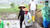Momen Puan Maharani Nyebur Sawah Bareng Petani Yogyakarta