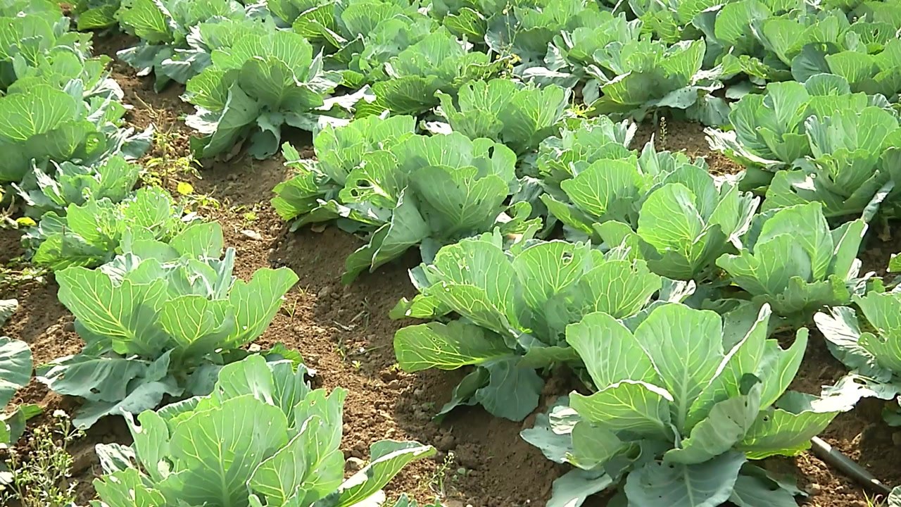 땅심은 높이고 오염은 줄이고...제주도 친환경 농업 열풍! / YTN